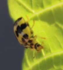 Psyllobora variegata