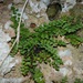 Adiantum deltoideum - Photo (c) Daniel Fortin, some rights reserved (CC BY-NC), uploaded by Daniel Fortin