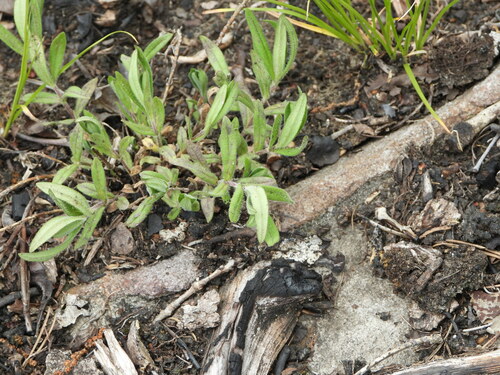 Image of Phlox amoena by (c) Jared Shorma, some rights reserved (CC BY)