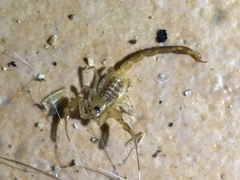 Centruroides exilicauda