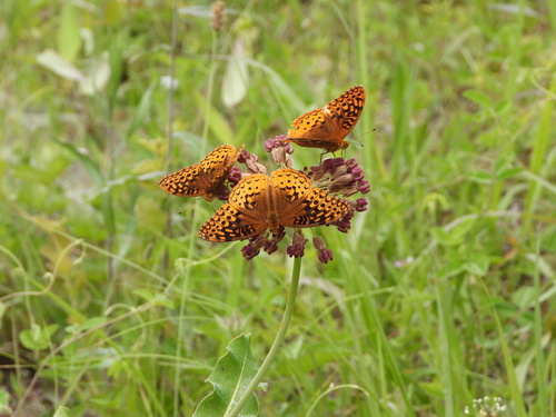 Great spangled fritillary