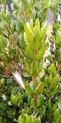 Myrceugenia correifolia (Myrceugenia correifolia)