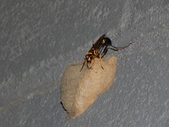 Sceliphron fistularium