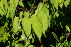 Celtis trinervia