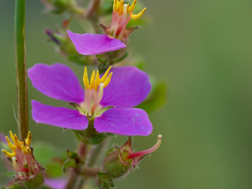 Chaetogastra herbacea (DC.) P.J.F.Guim. & Michelang.