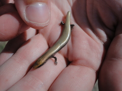Chalcides bedriagai