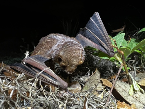 Seminole Bat