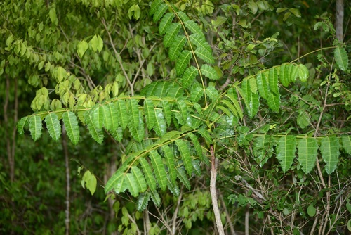 Comocladia platyphylla · iNaturalist