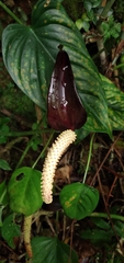 Anthurium watermaliense image