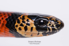 Lampropeltis micropholis