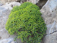 Euphorbia acanthothamnos