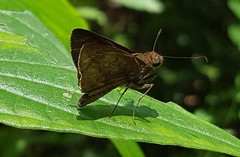Psoralis stacara