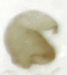 Peristoreus flavitarsis