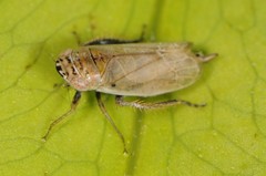 Doratura