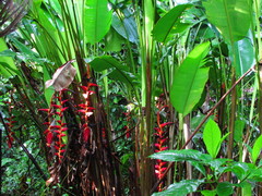 Heliconia pogonantha