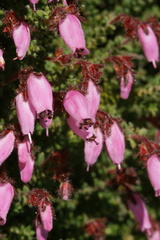 Erica coacervata