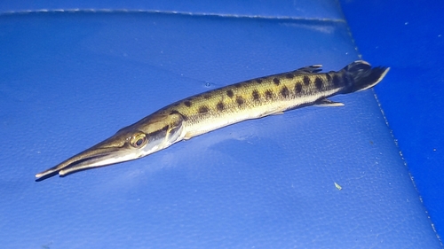 Spotted pike-characin (Boulengerella maculata) — Ctenoluciidae — 3
