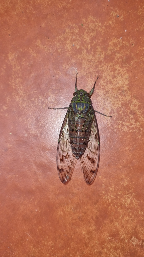 Trombonia pseudolinearis