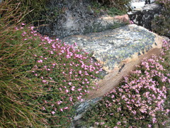 Erica coacervata