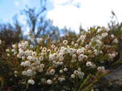Erica leptopus