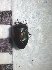 Rhyssocephala verdana