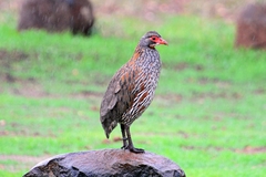 Pternistis rufopictus