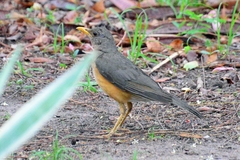 Turdus pelios