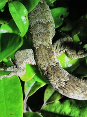Mokopirirakau granulatus