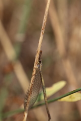 Macronemurus appendiculatus
