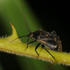Polymerus