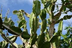 Dendrocereus nudiflorus