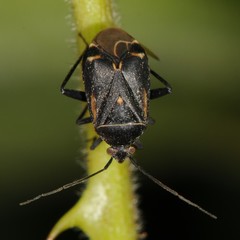 Polymerus