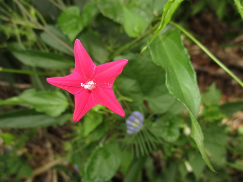 Ipomoea quamoclit