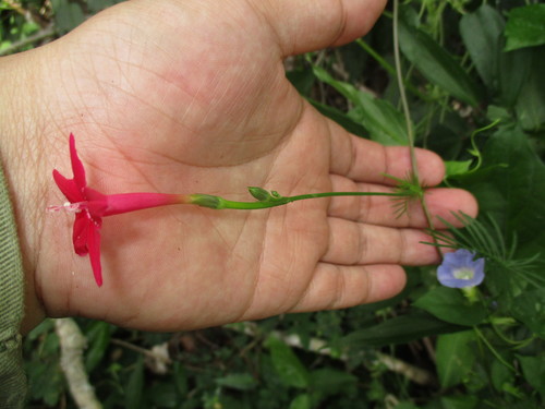 Ipomoea quamoclit