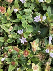 Richardia grandiflora