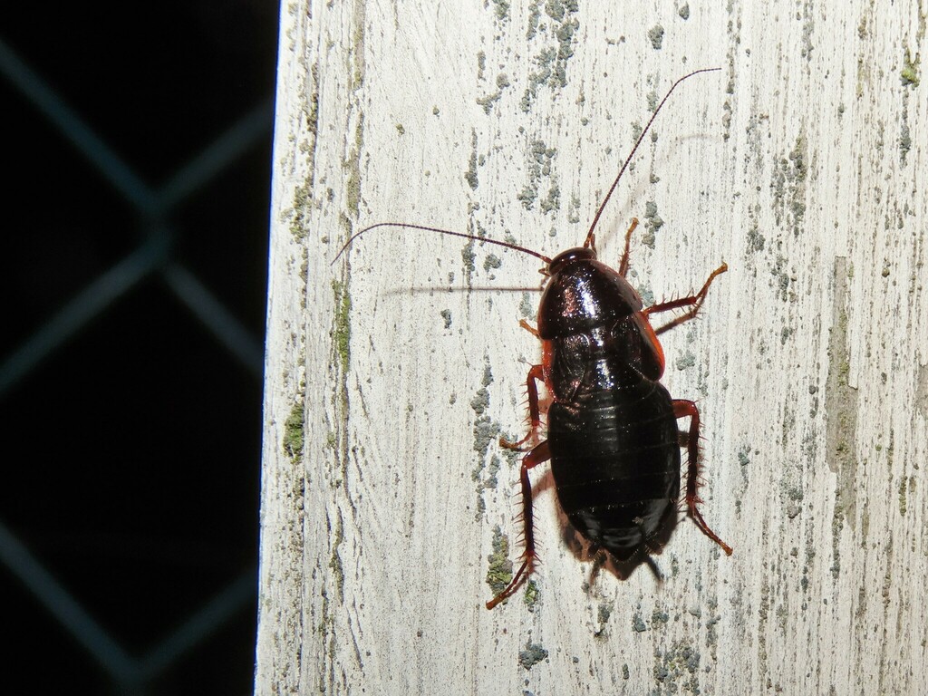 Uhler's Wood Cockroach