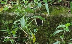 Siproeta epaphus trayja