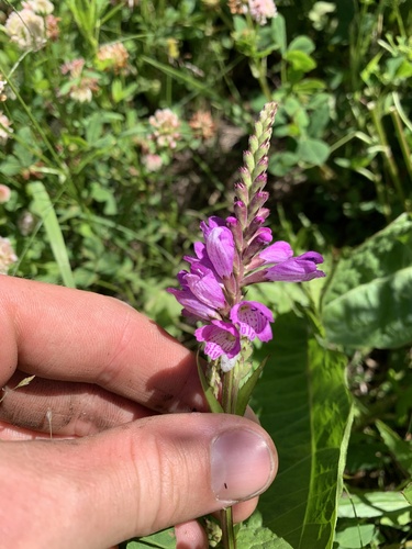 Physostegia ledinghamii, photograph 4
