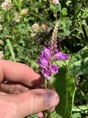 Physostegia ledinghamii, photograph author not stated, no rights reserved