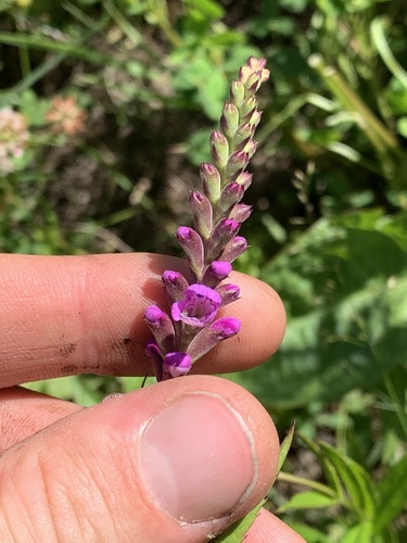 Physostegia ledinghamii, photograph 3