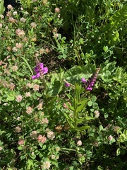 Physostegia ledinghamii, photograph author not stated, no rights reserved