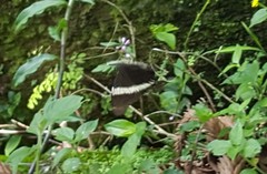 Siproeta epaphus trayja