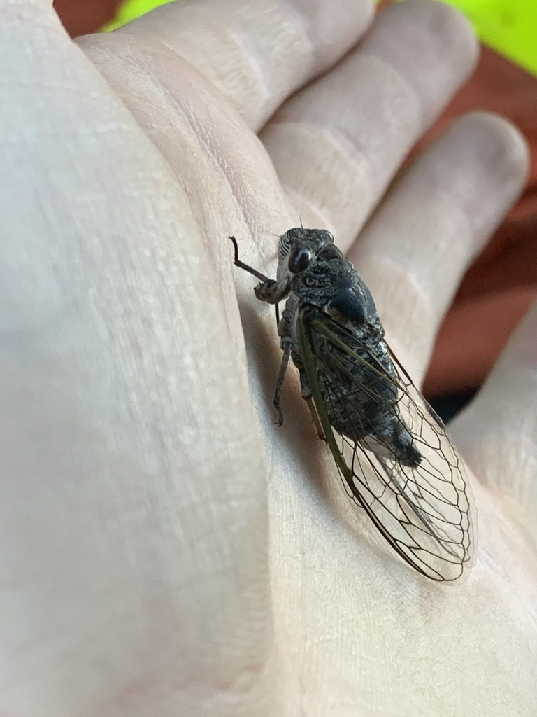 Northern Dog-day Cicada