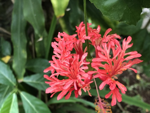 Hibiscus schizopetalus