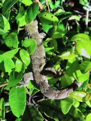 Mokopirirakau granulatus