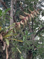Tillandsia fendleri