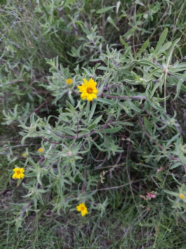 Hairy False Goldenaster