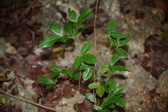 Serjania diversifolia