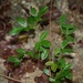 Serjania diversifolia - Photo (c) Daniel Fortin,  זכויות יוצרים חלקיות (CC BY-NC), הועלה על ידי Daniel Fortin