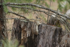 Sierra Madre Ground Squirrel photo 2